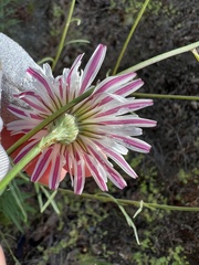 Malacothrix saxatilis saxatilis