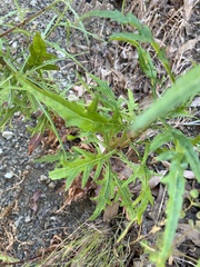 Malacothrix saxatilis saxatilis