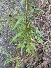 Malacothrix saxatilis saxatilis