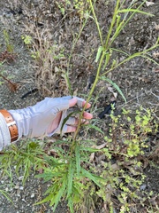 Malacothrix saxatilis saxatilis