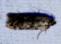 Chionodes formosella