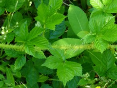 Rubus setosus