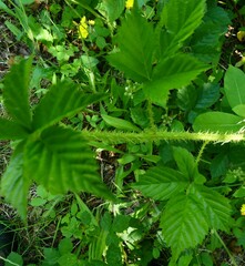 Rubus setosus