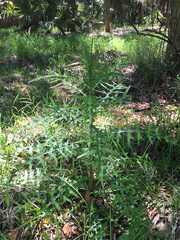 Cirsium nuttallii