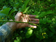 Rubus setosus