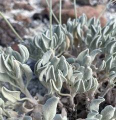 Eriogonum diatomaceum