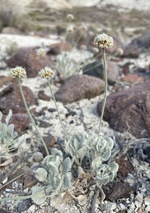Eriogonum diatomaceum