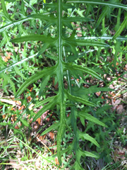 Cirsium nuttallii