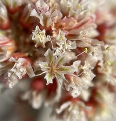 Eriogonum diatomaceum