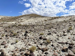 Eriogonum diatomaceum