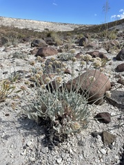 Eriogonum diatomaceum
