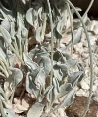 Eriogonum diatomaceum