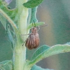 Ophraella conferta