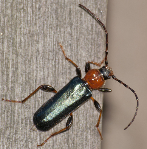 Phymatode variable