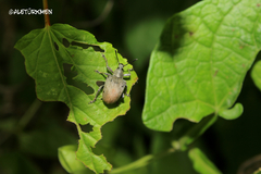 Cydianerus argenteus