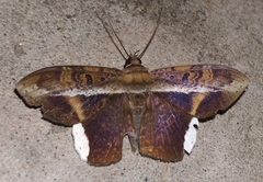 Hemeroblemma mexicana