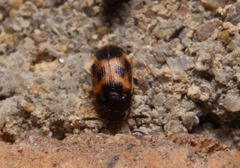 Mycetophagus flexuosus
