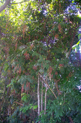 Cupaniopsis flagelliformis