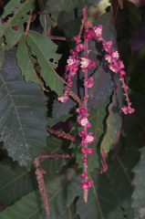 Cupaniopsis flagelliformis