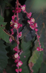 Cupaniopsis flagelliformis