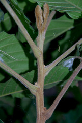 Cupaniopsis flagelliformis