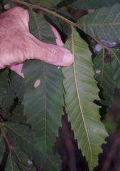 Cupaniopsis flagelliformis