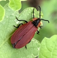 Lycus sanguinipennis