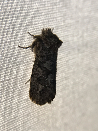 Arcane Grass Tubeworm Moth photo 5