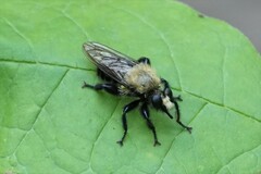 Laphria virginica