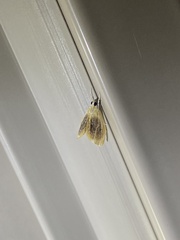 Glaphyria fulminalis