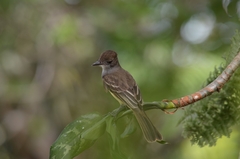 Myiarchus ferox