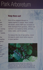 Calopogonium caeruleum