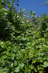 Calopogonium caeruleum