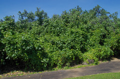 Calopogonium caeruleum