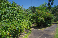 Calopogonium caeruleum