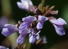 Calopogonium caeruleum