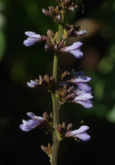 Calopogonium caeruleum