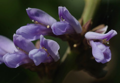 Calopogonium caeruleum