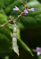 Calopogonium caeruleum