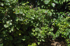 Calopogonium caeruleum