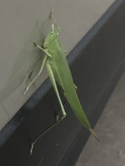 Neoconocephalus nebrascensis
