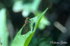 Callimormus interpunctata