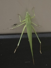 Neoconocephalus nebrascensis