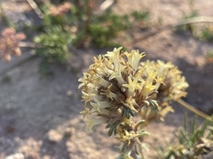 Ipomopsis spicata tridactyla