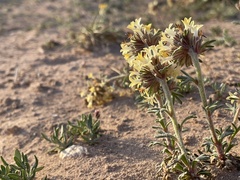 Ipomopsis spicata tridactyla
