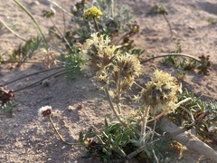 Ipomopsis spicata tridactyla