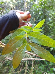 Cedronella canariensis