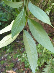 Cedronella canariensis