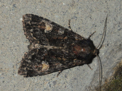 Apamea rubrirena