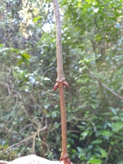 Cedronella canariensis